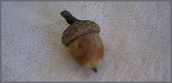 acorn