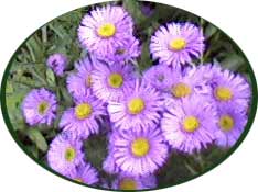 purple asters