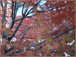 red and orange autumn leaves on maple tree