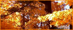 orange and yellow fall maple leaves glowing in sun