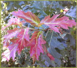 oak leaves in shades of red, gold, green