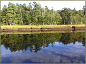 sky and conifers reflected in still water of river