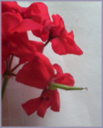 red geranium blossom with seed pod