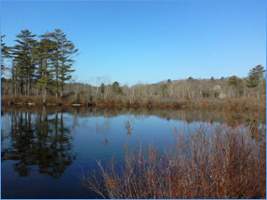 evergreens and winter-bare tree branches reflected in a still pond