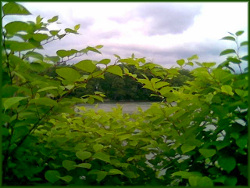 looking through a small round gap in tree foliage at a pond and the trees on the far shore with a partly cloudy sky above