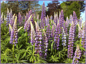 lupines