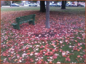 an empty park bench surrounded by a carpet of multi-colored fallen maple leaves