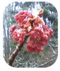 a blooming bud of a maple tree