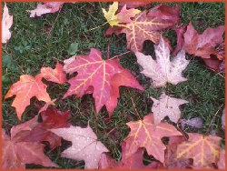 multi-colored fallen maple leaves