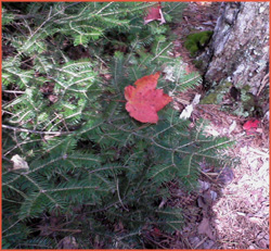 a red maple leaf on a branch of evergreen