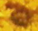extreme closeup of center of marigold