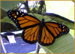 Monarch butterfly with wings fully spread, resting on a milkweed plant