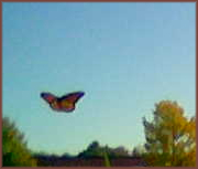 monarch butterfly flying