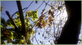 spring baby oak leaves and catkins with sun shining through from behind