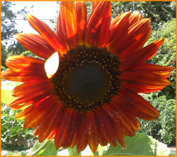 a large red sunflower in full bloom