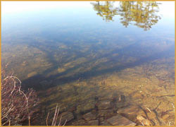 trees and branches reflected in water