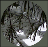 looking through snow covered pine branches with one water droplet hanging from the end of a pine needle