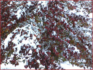 snow covering red leaves still on tree