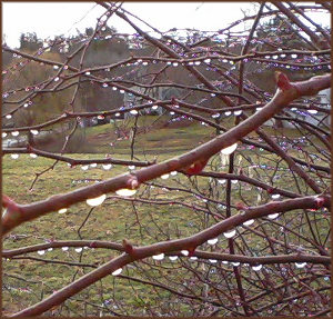 budding branch with hanging rain droplets