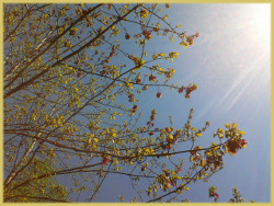 looking up at blue sky through the leaves and buds of a spring maple tree