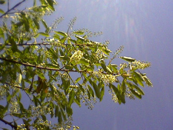 blooming tree against a blue sky