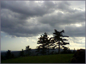 2 pine trees against a background of storm clouds