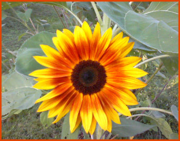 sunflower