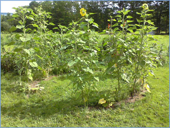 a circle of sunflowers on a grassy lawn