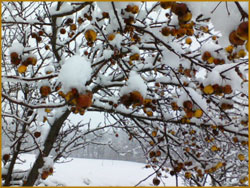 Thanksgiving snow on tree still laden with fruit