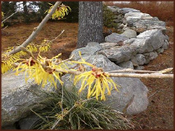 a branch of spring-blooming witch hazel with a backdrop of a stone wall